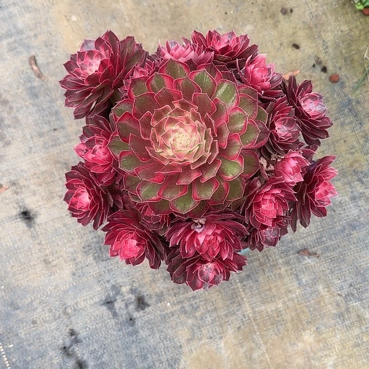 宝***兜法师多肉植物黑魔