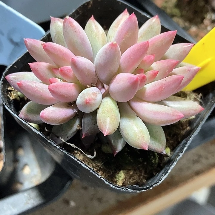 多肉植物虞美人913