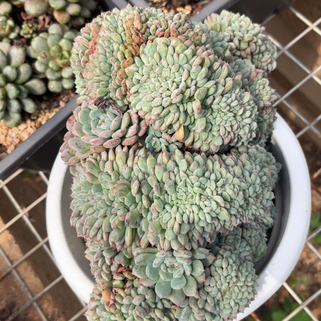 新疆西藏内蒙不包邮，白胖子缀