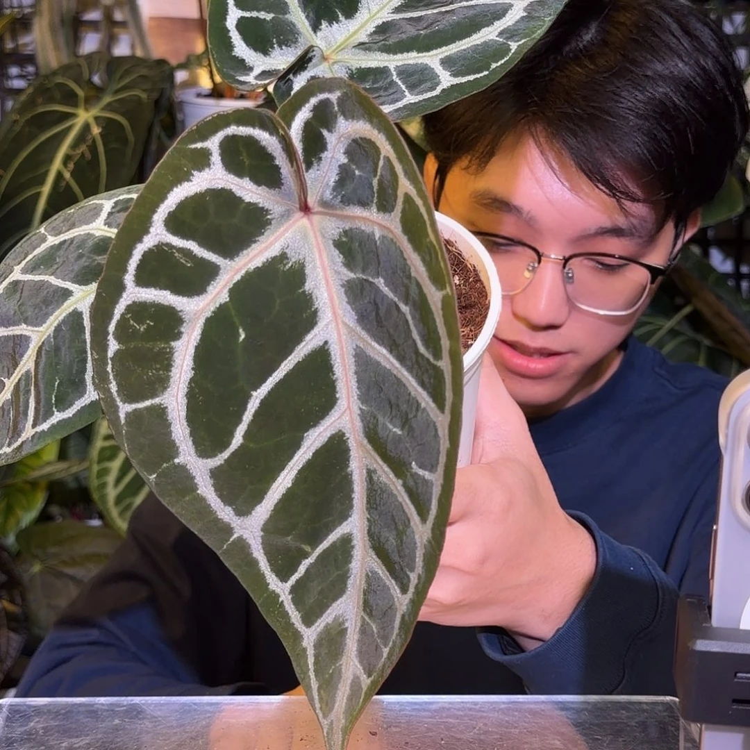 完全开放M136  红水晶杂极致撕裂纹