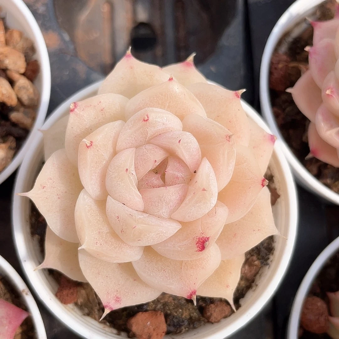 优选麦秆福利980