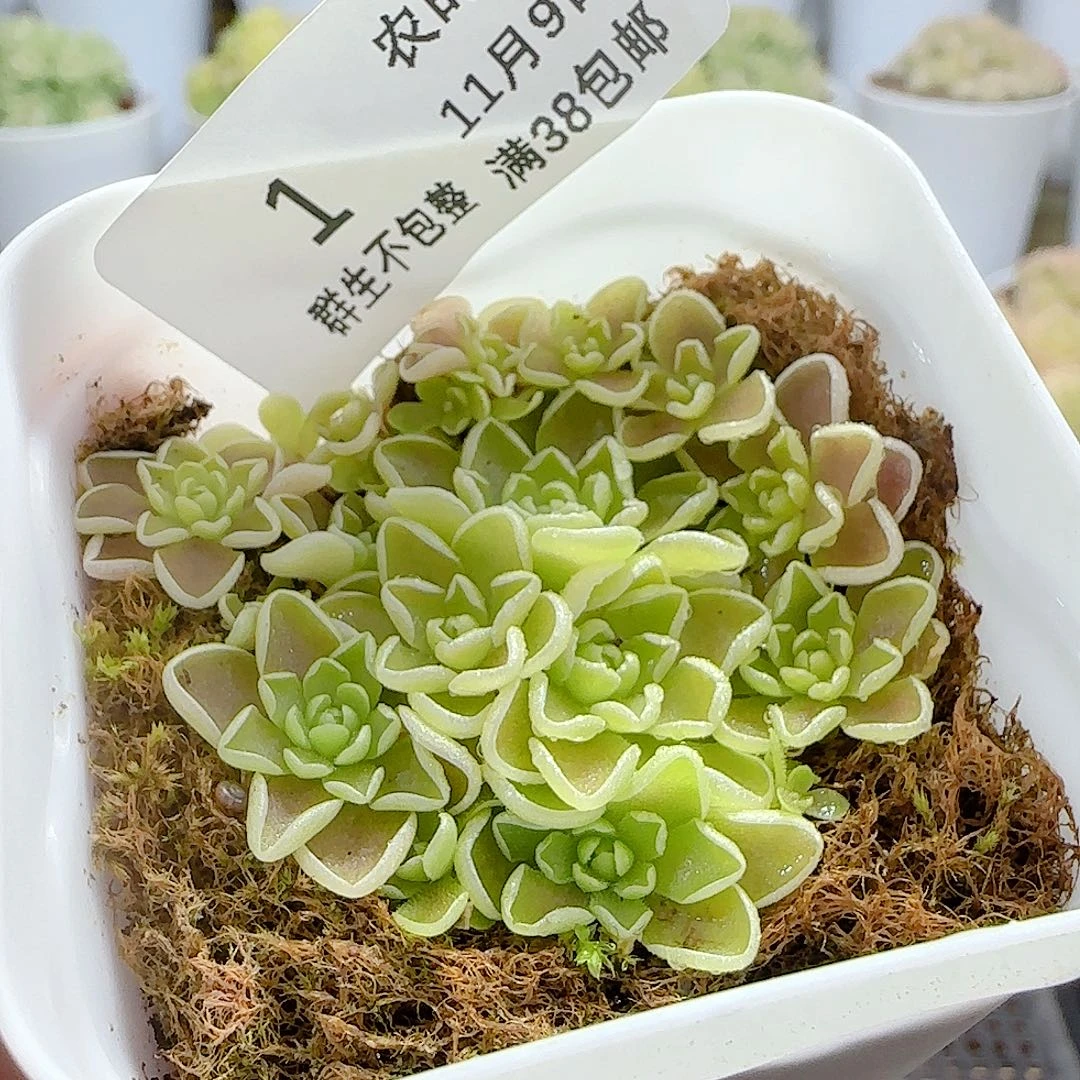 1109-1爱丽丝捕虫锦