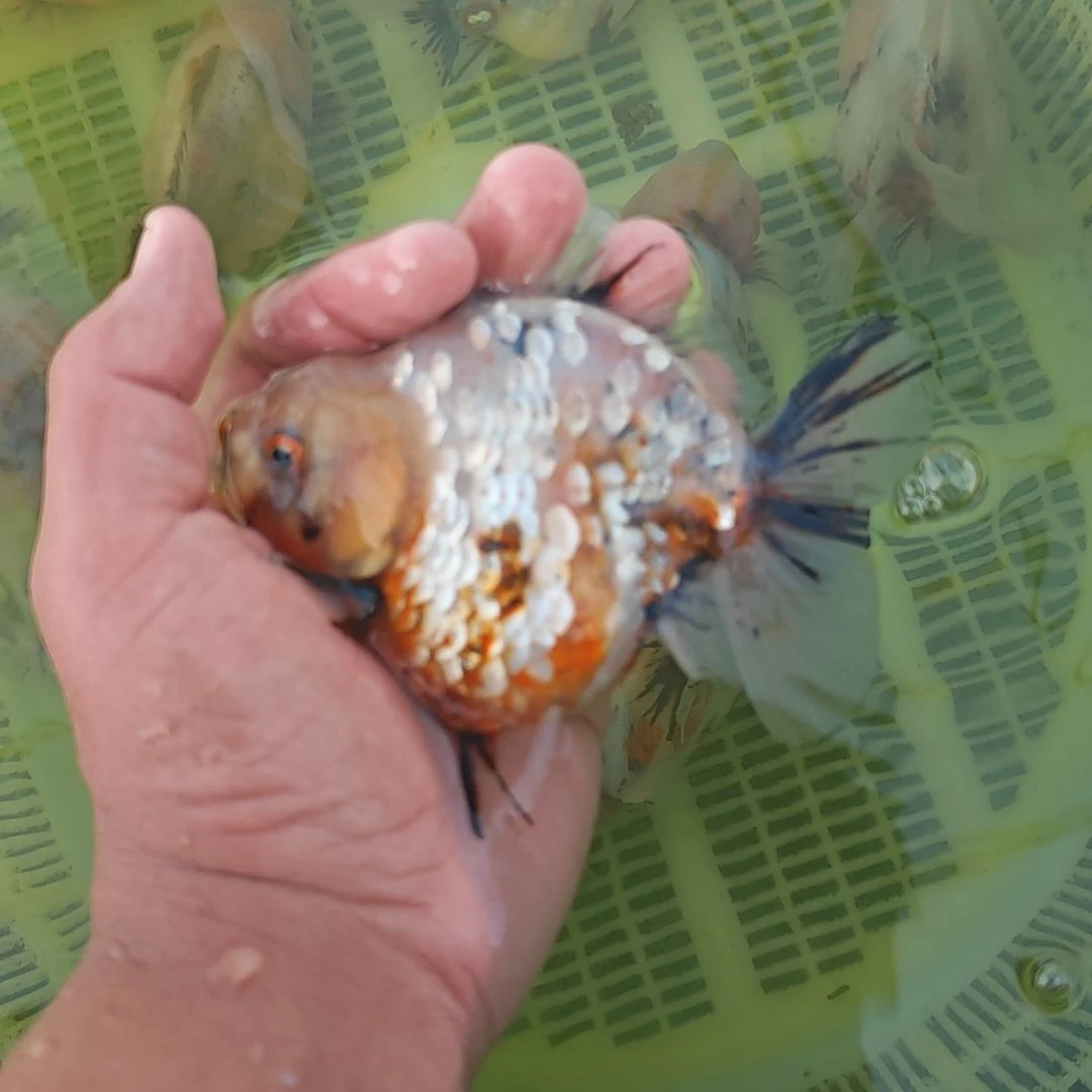 火麒麟泰狮金鱼将军