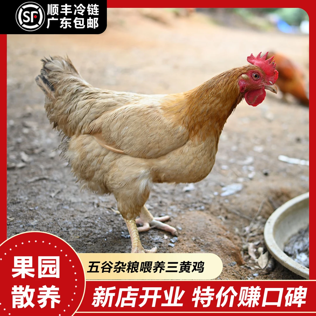 （现挑现选）200天细脚三黄鸡（鸡项） 顺丰冷链发货
