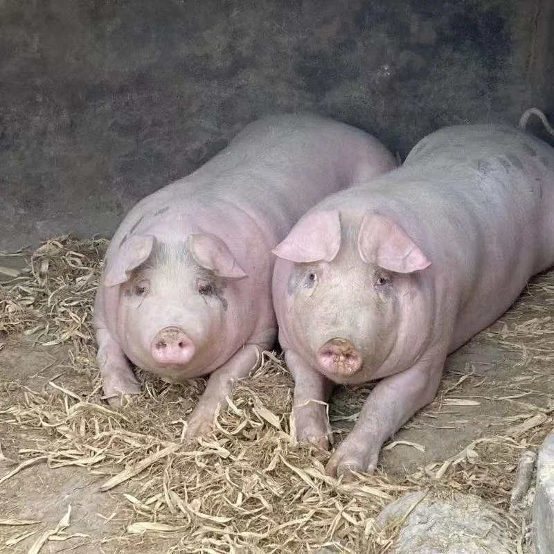 农村熟食猪现场称重一物一拍