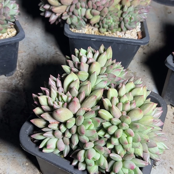 米其林群生多头多肉