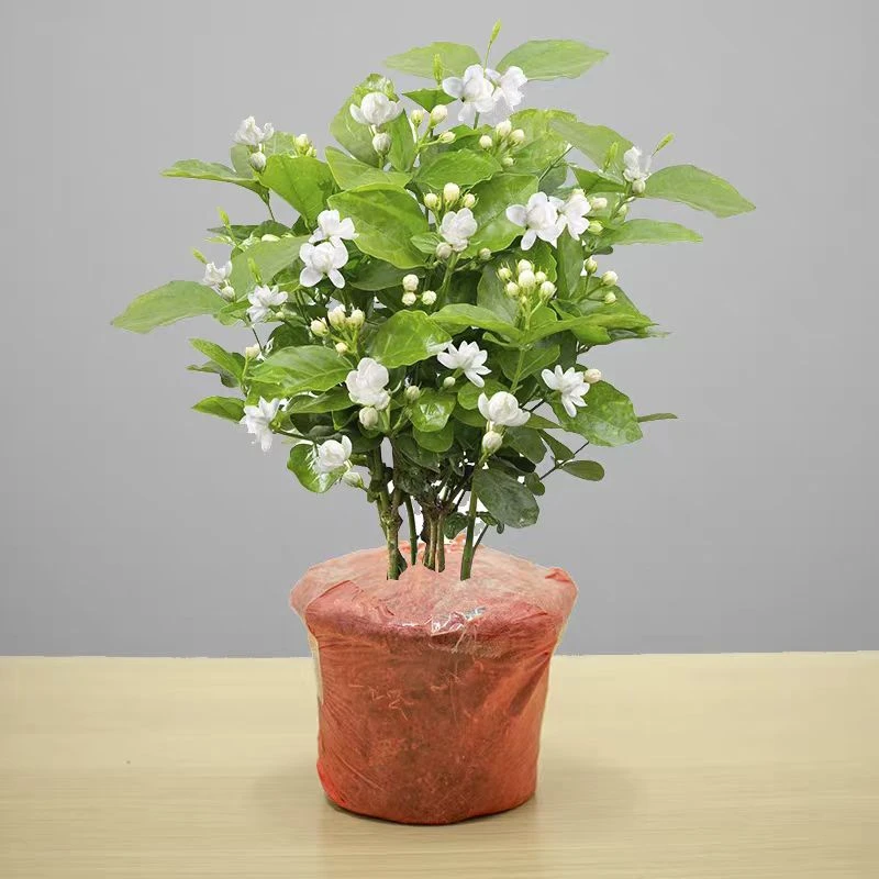 【新疆包邮】茉莉花卉盆栽室内植物芳香花苗茉莉王