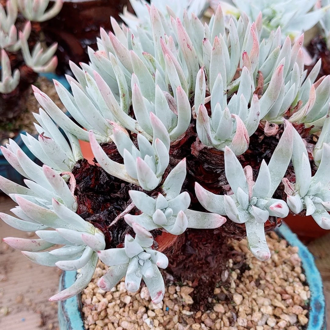 3616雪花仙女杯多肉