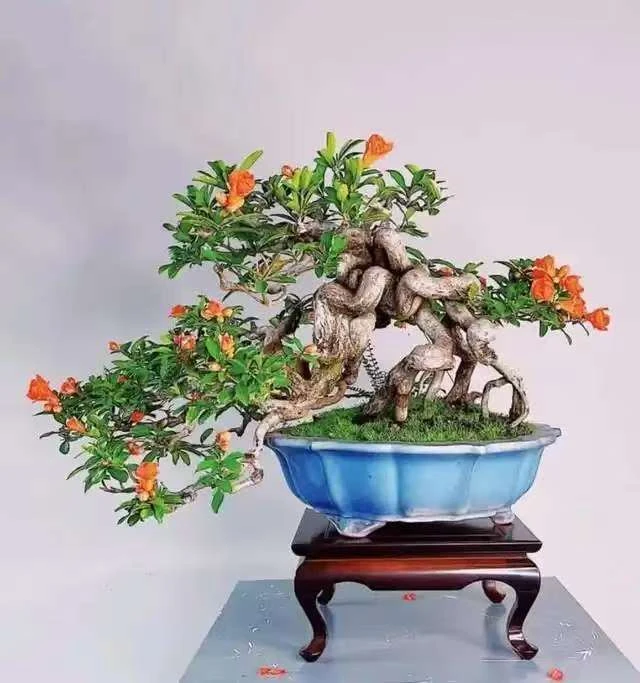 精品突尼斯   盆栽  地栽  庭院  花园  阳台  一物一拍