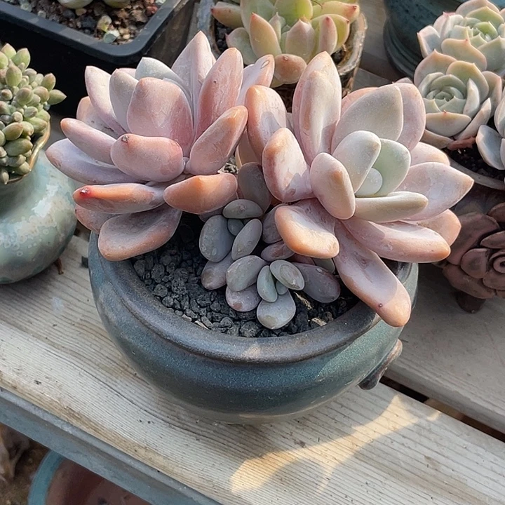 多肉植物多肉植物