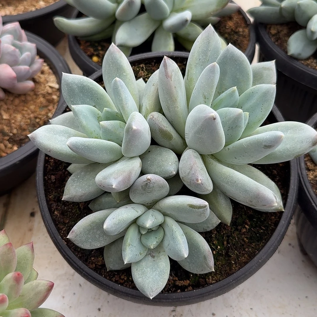 伊丽莎白整无砍群生