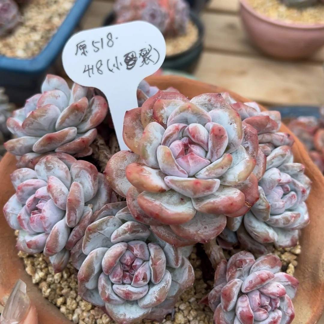 八头精控包脸紫心