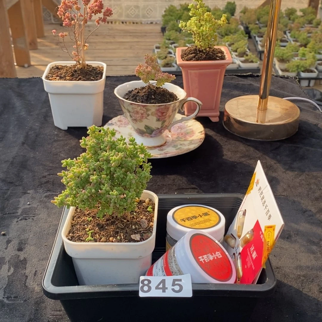 长****河枝干番杏多肉植物845