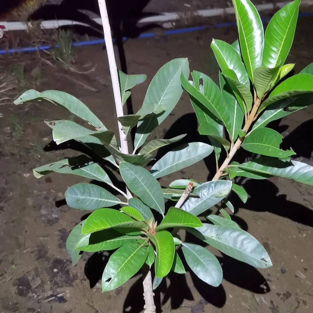 开***^完全开放妈咪果。。。。。。。