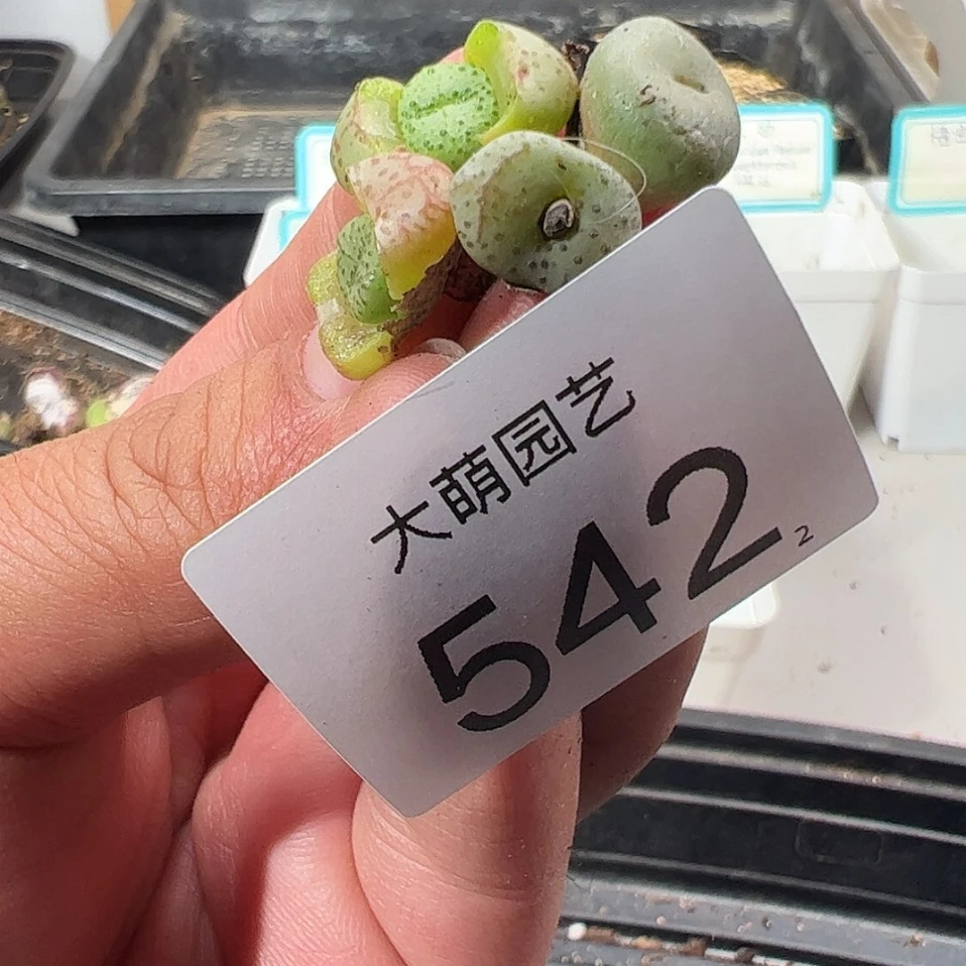 0000542 一物一拍……