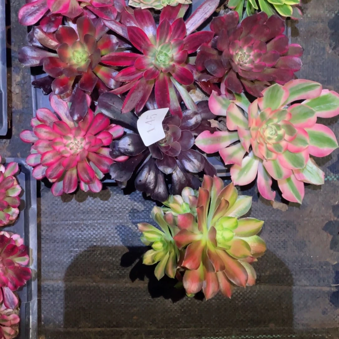 多肉植物组合10颗145