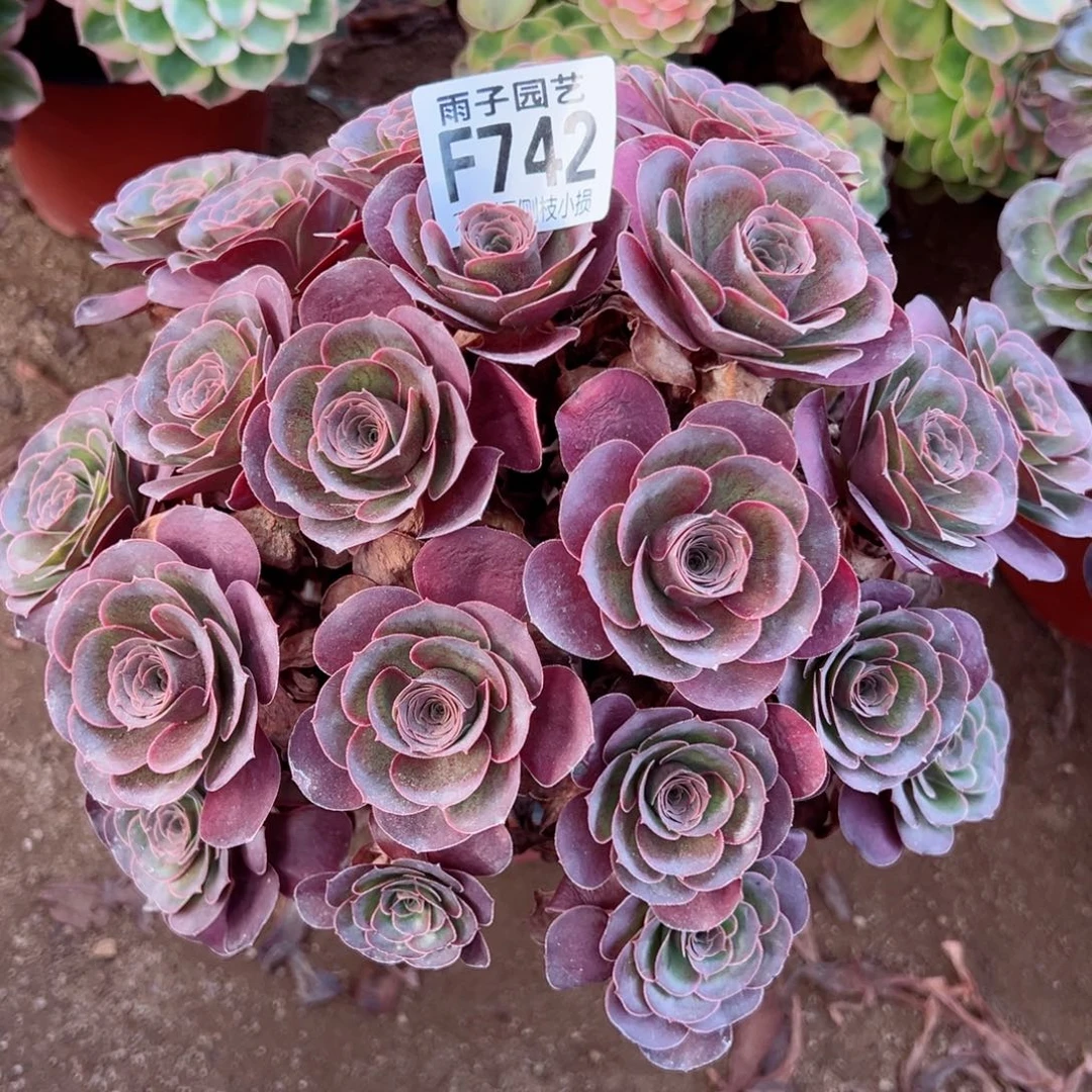 742魅金玫瑰尺寸25左右