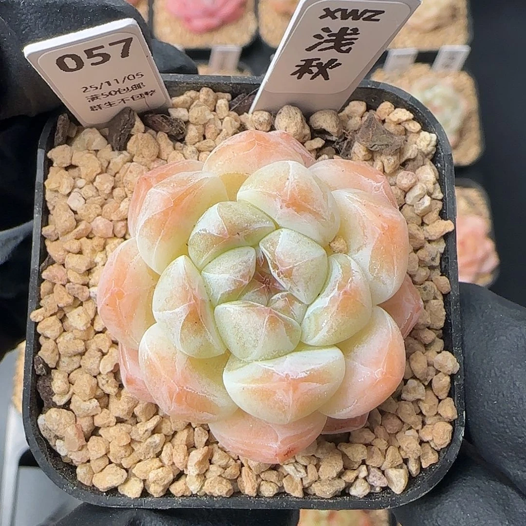 057    浅秋   5厘米盆