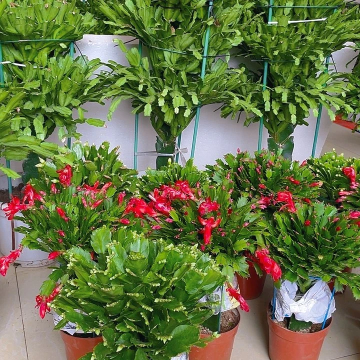 完全开放麒麟室内花卉