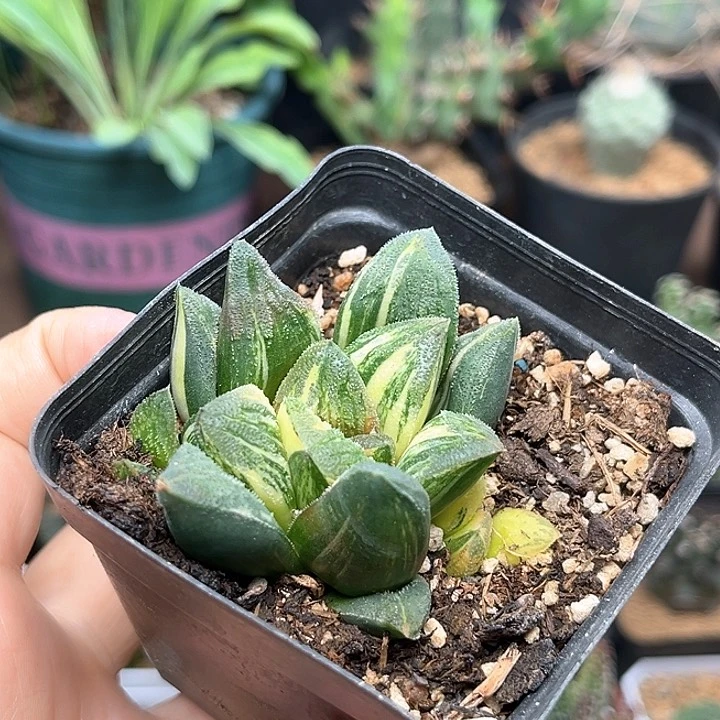 无花朵毛蟹锦锦一颗