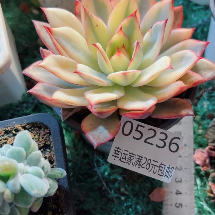幸运的是我没有遇到过