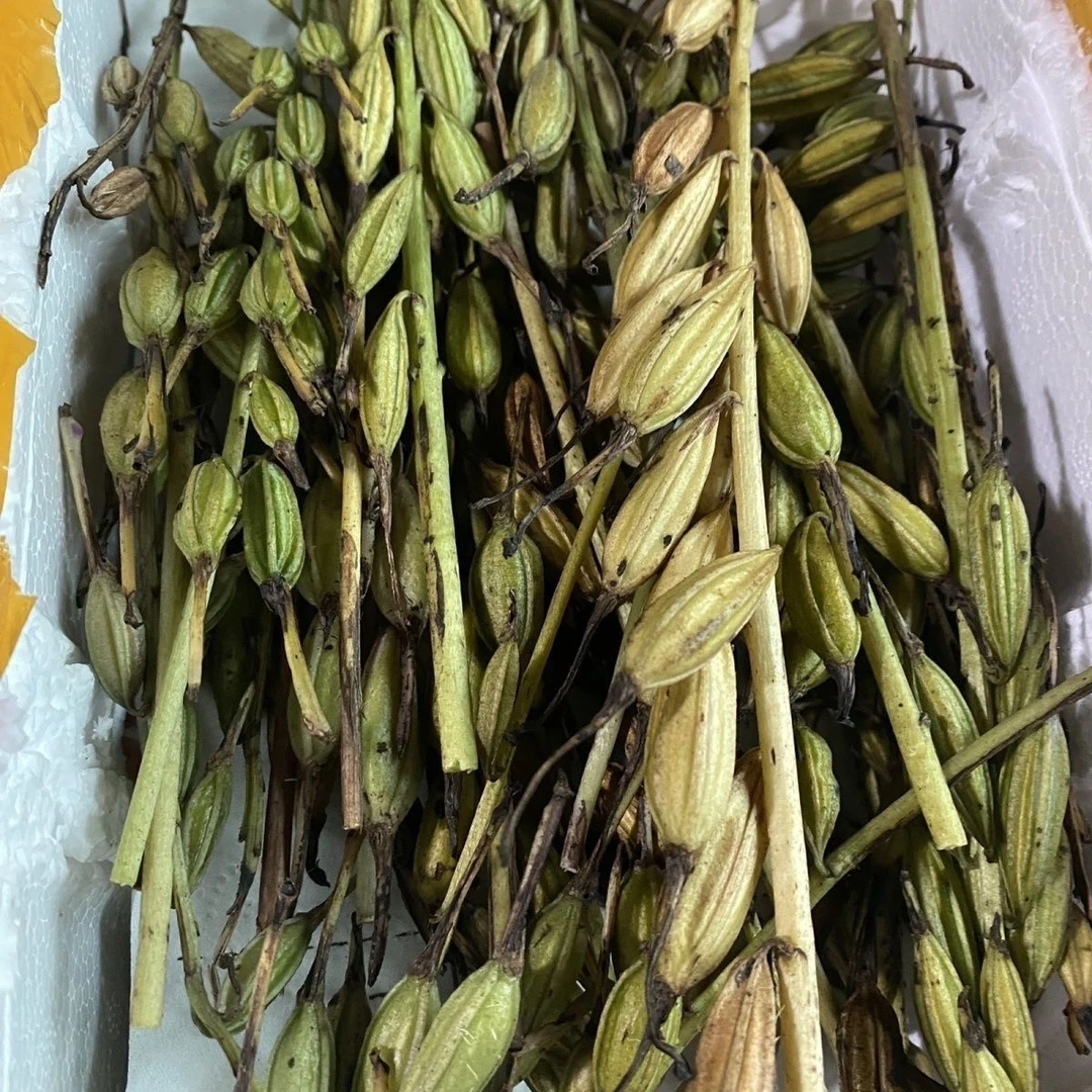 毛慈菇种子果夹紫花果荚