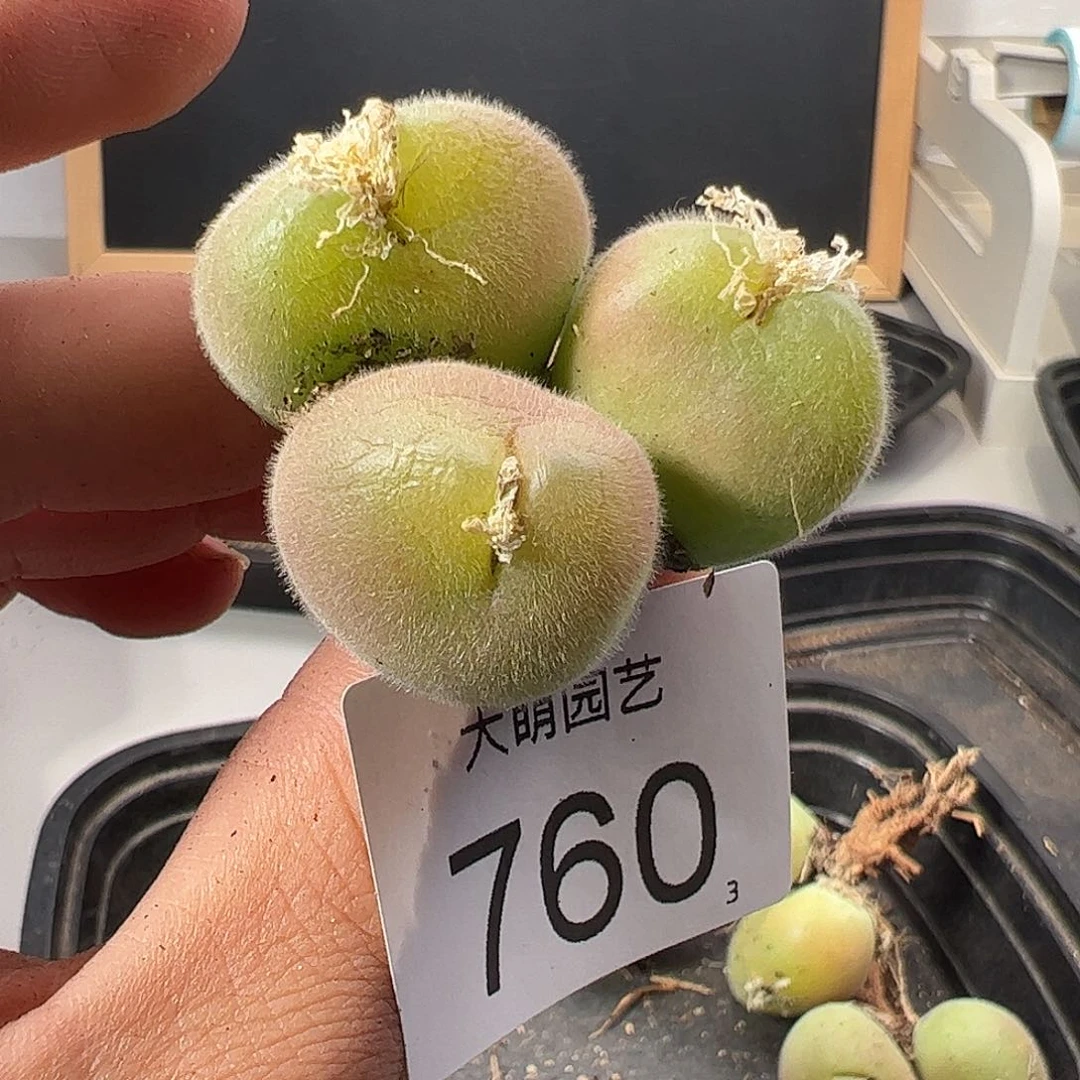 0000760 一物一拍……