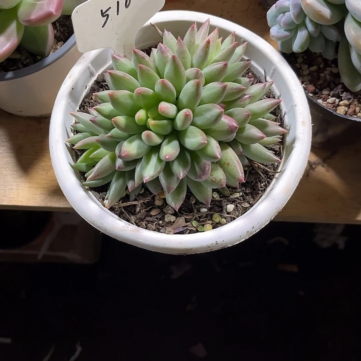 小***花000000000000000000510