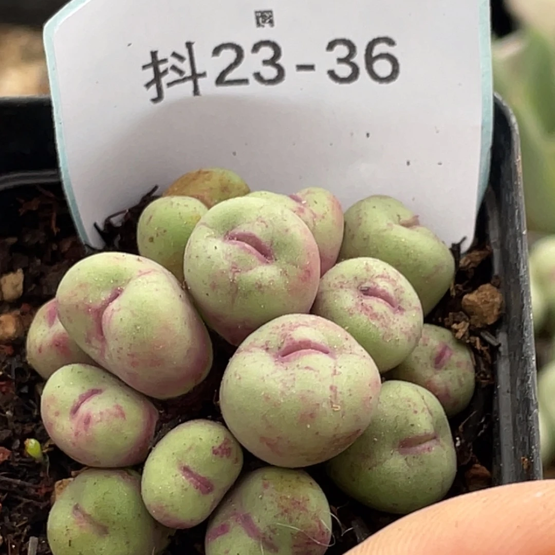 23-36嘴多肉植物肉锥