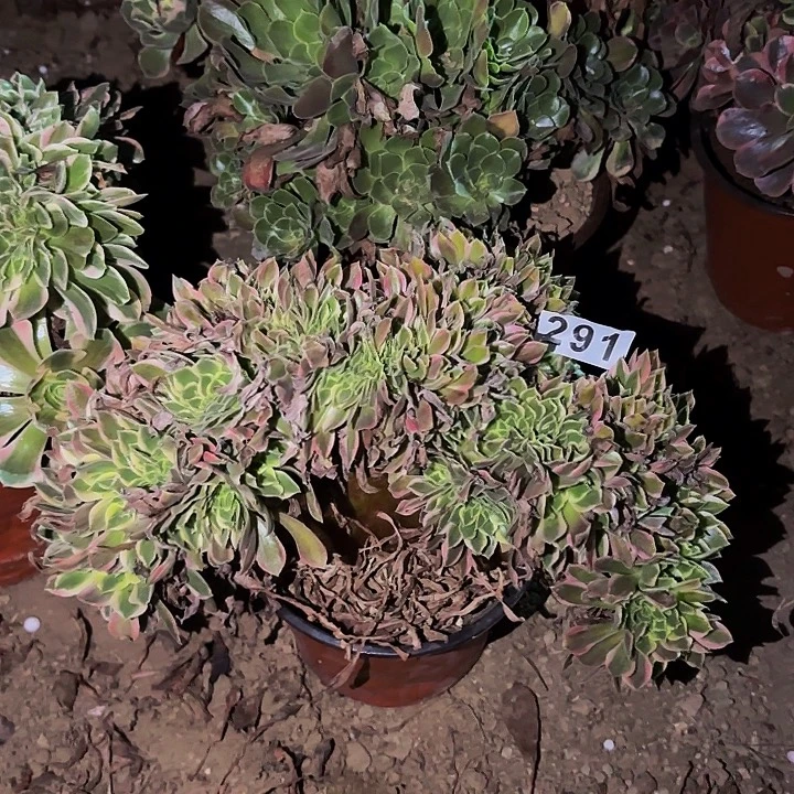 291男神多肉植物不售后
