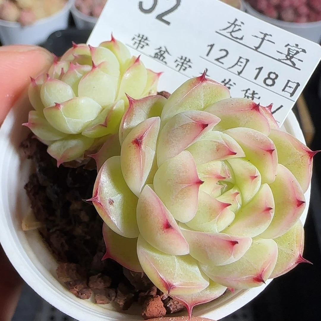 多肉1218-52小魔仙