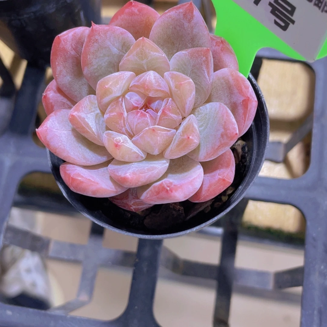 237号 厚叶粉糖心孤品