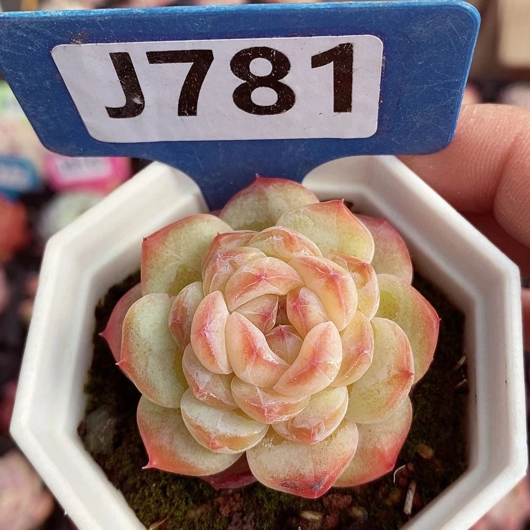 冰葡萄福利5cm多肉植物