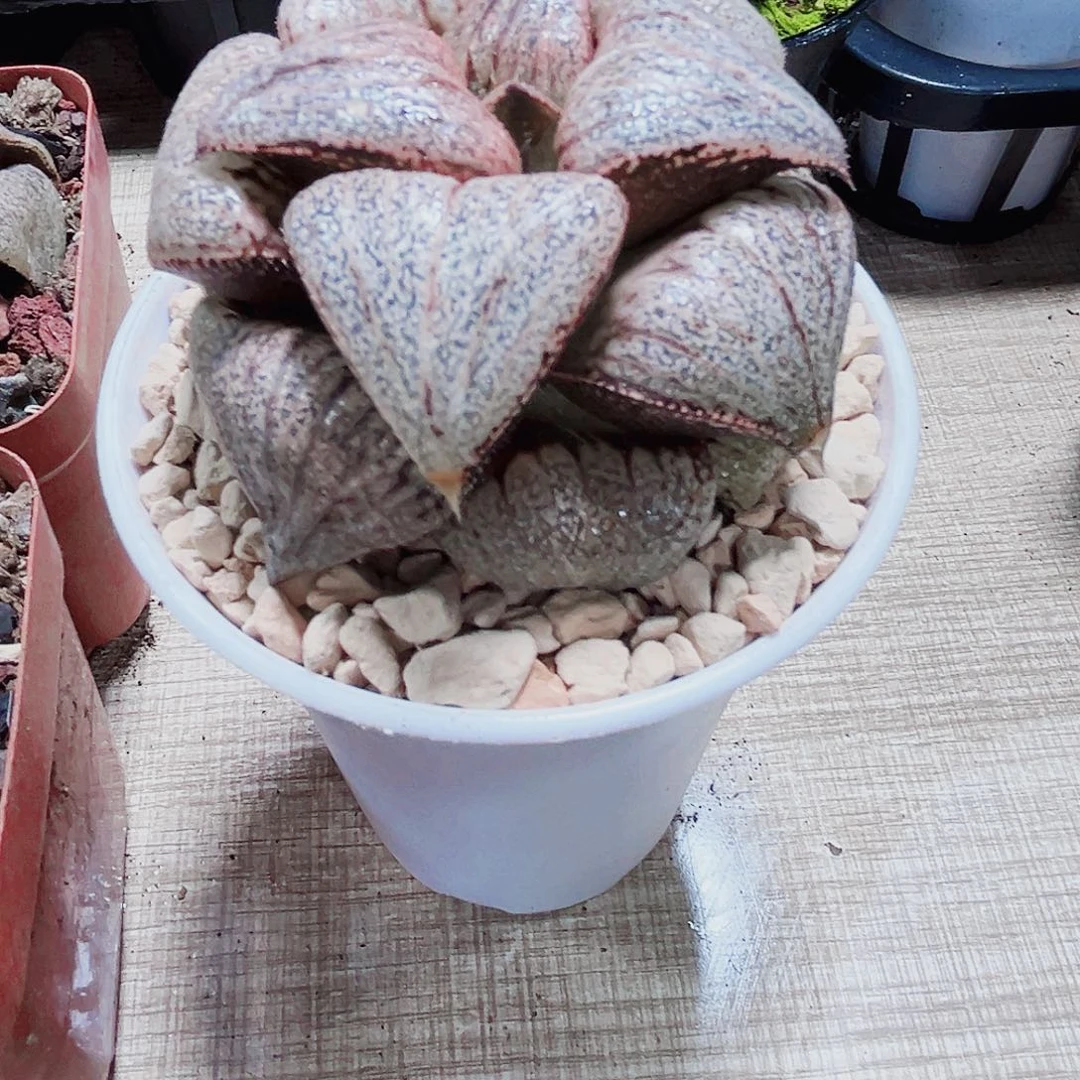 翡翠白银多肉植物66666