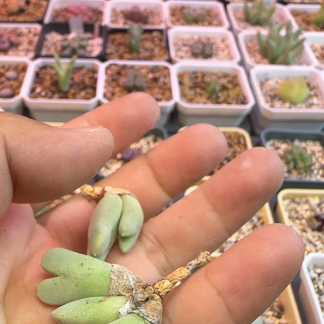 ****"多肉植物白兰度猪蹄