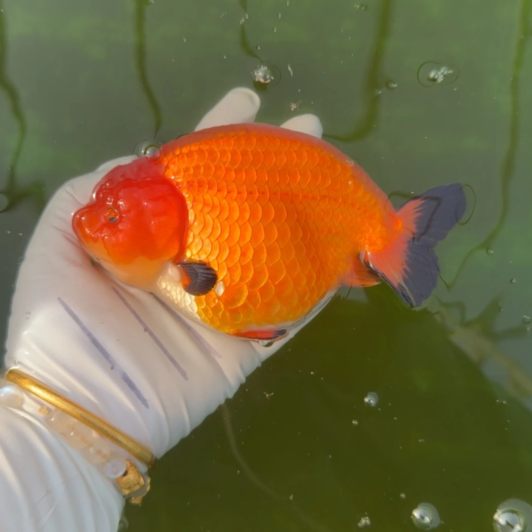 金鱼0060封肚红小黑裙