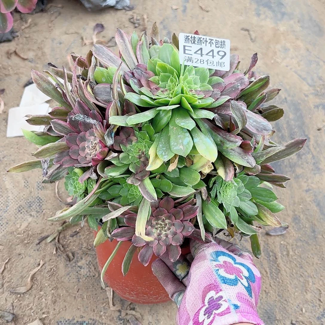 X 449花脸粉带多肉12222