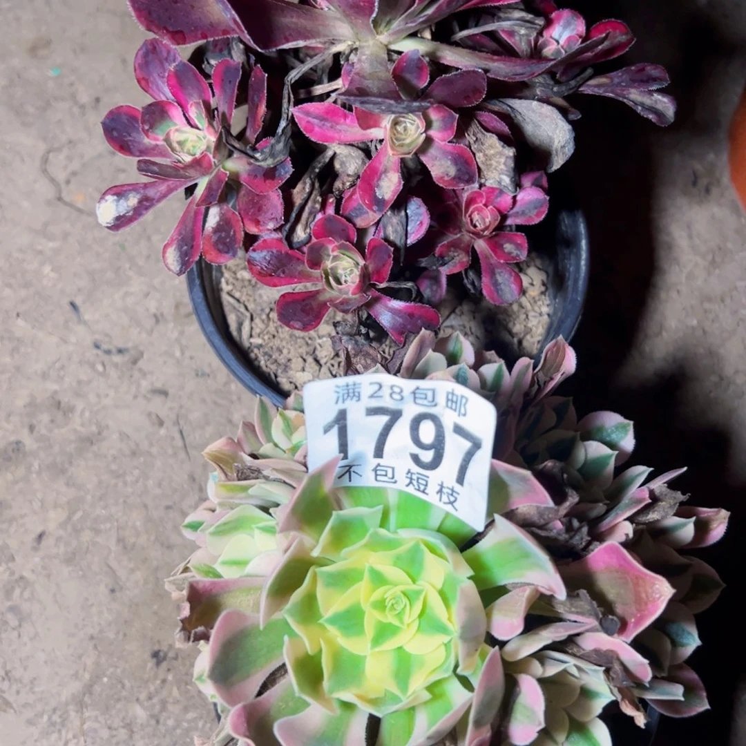 1797组合多肉植物法师