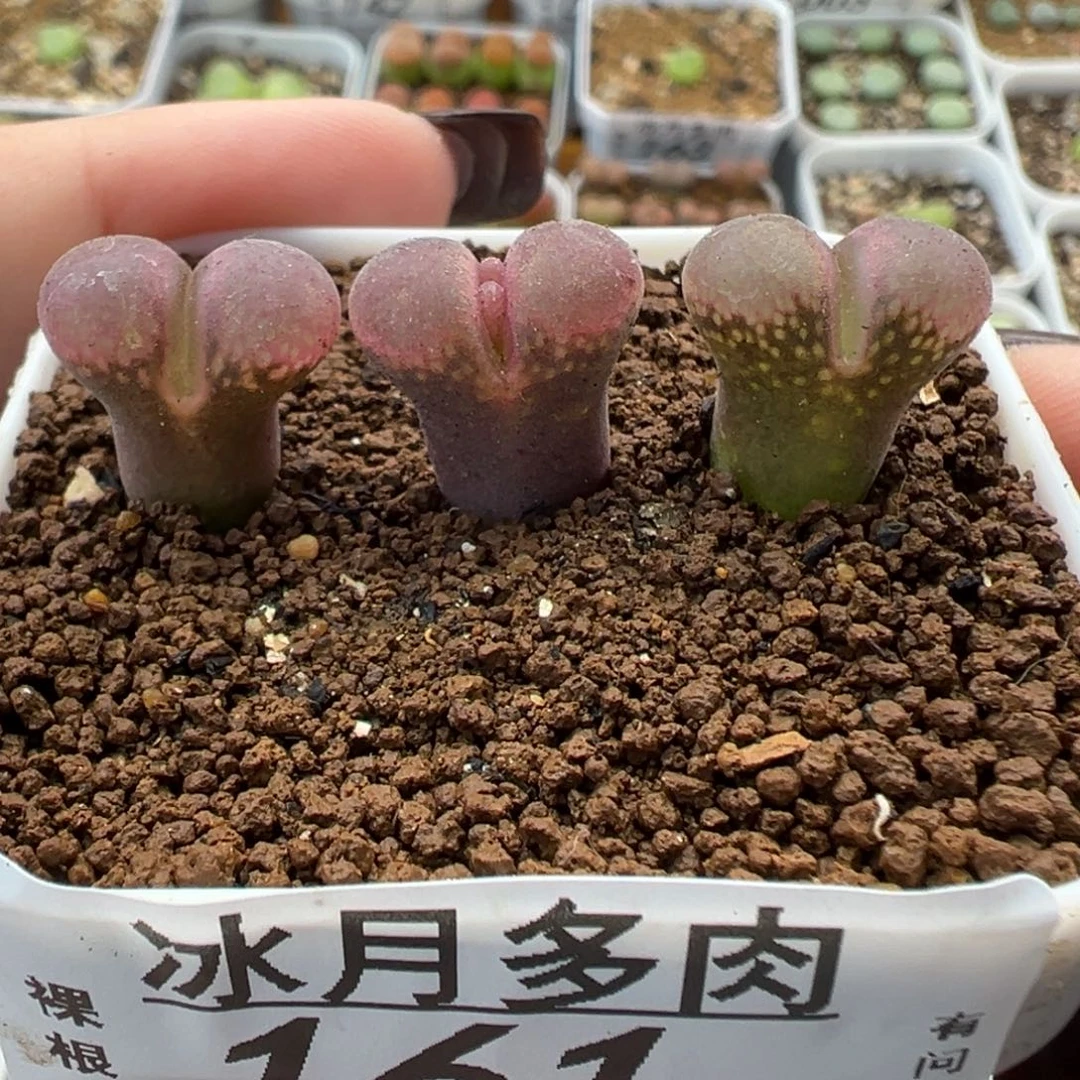 161三颗原株裸根发货
