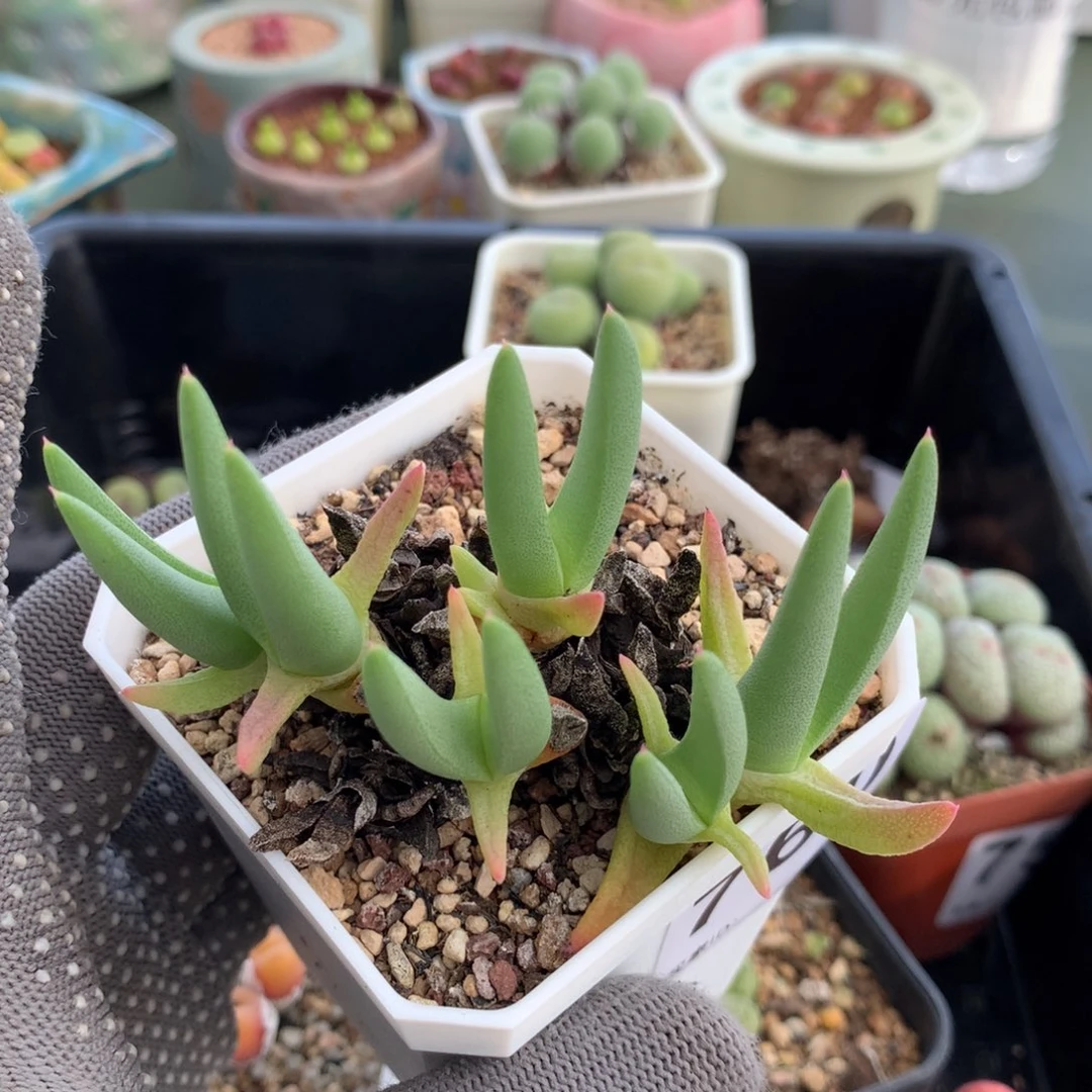 760蟹钳母本一颗