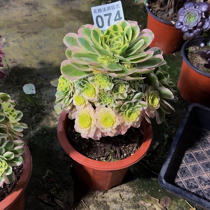 雏*辛尼亚0740000000