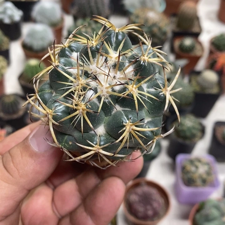 实生天丝象牙特价