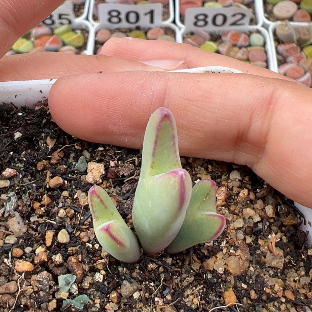 1.20好看的多肉812