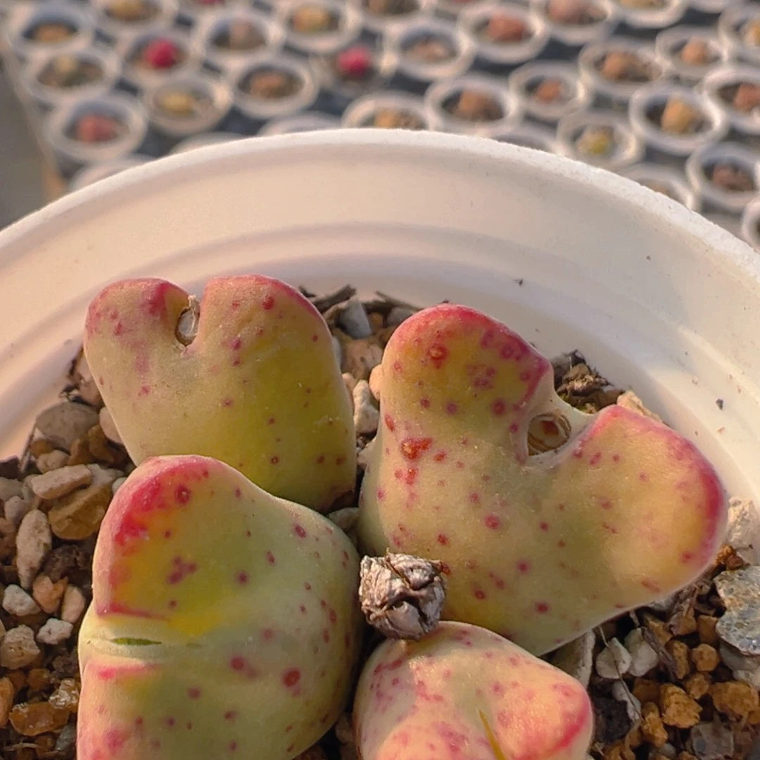 114多肉植物百科知识