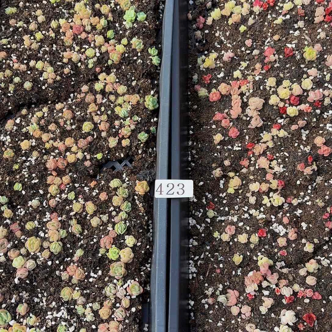 多肉植物多肉植物423