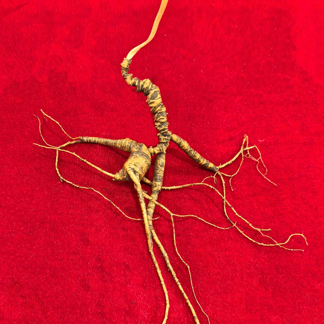 【原产地】东北长白山新鲜人参(直播改价林下参链接林下参