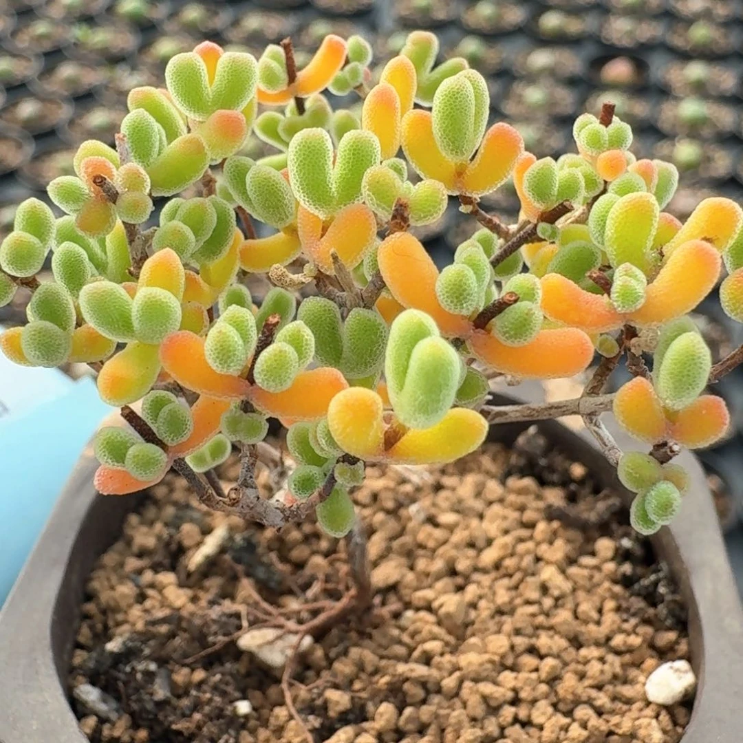 逗*719小星星枝干脱土发货