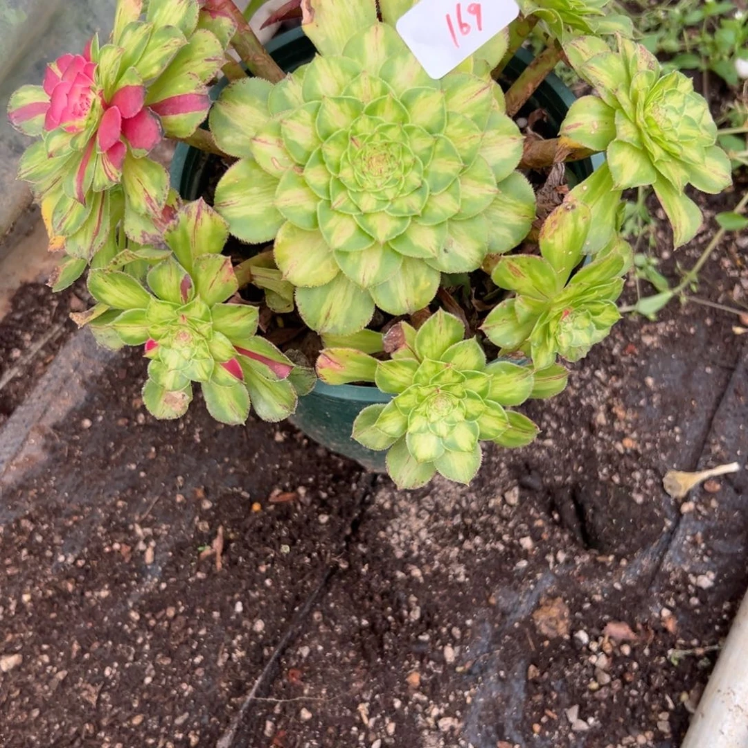 169知否多头多肉多肉