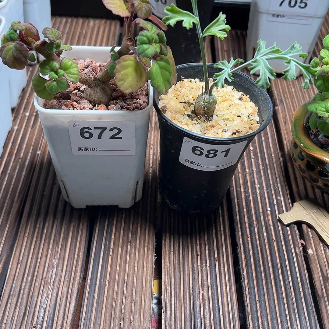 爱氏➕沉香带盆发货