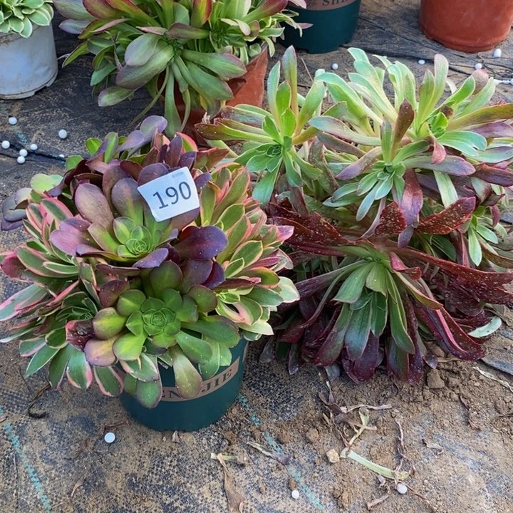 很****?190金丝雀绣球多肉